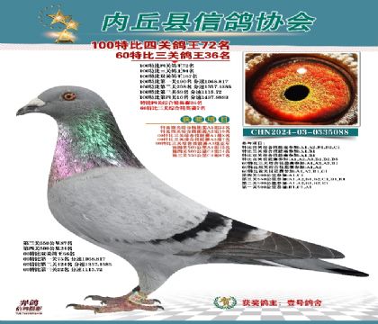 特比四關(guān)鴿王72名