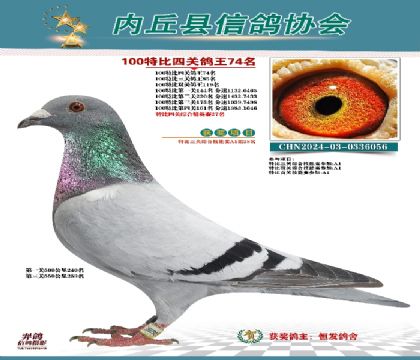 特比四關(guān)鴿王74名