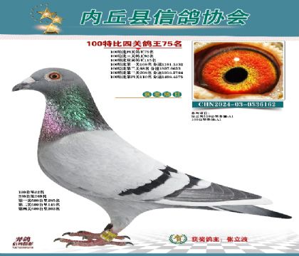 特比四關(guān)鴿王75名