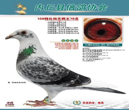特比四關(guān)鴿王76名