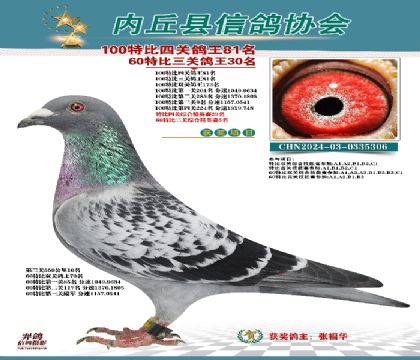 特比四關(guān)鴿王81名