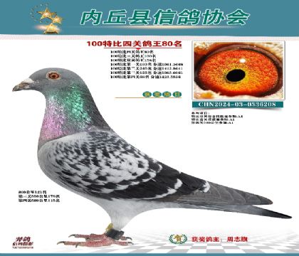特比四關(guān)鴿王80名