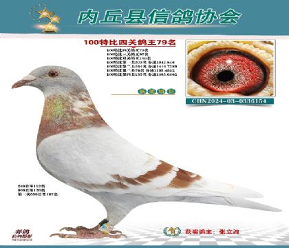 特比四關(guān)鴿王79名