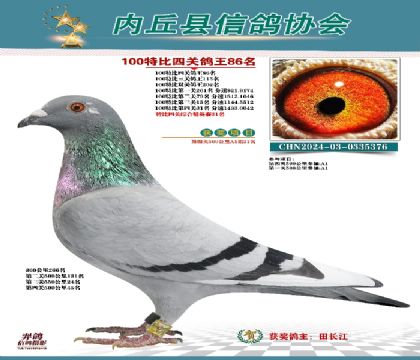 特比四關(guān)鴿王86名