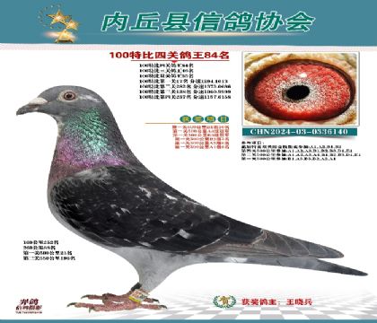 特比四關(guān)鴿王84名