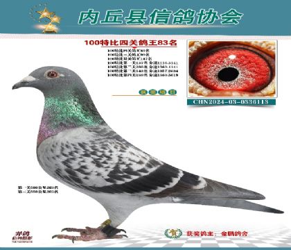 特比四關(guān)鴿王83名