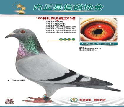 特比四關(guān)鴿王89名