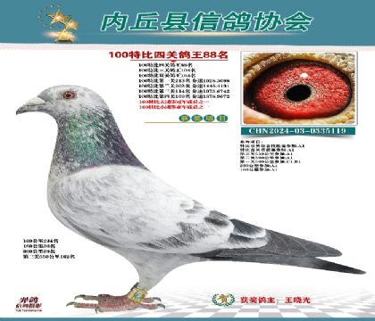 特比四關(guān)鴿王88名