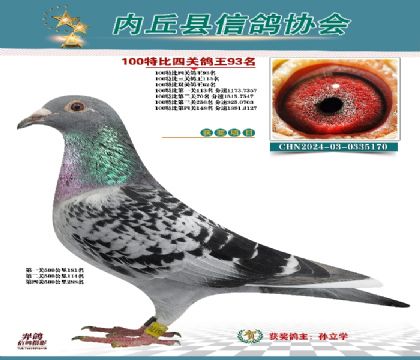 特比四關(guān)鴿王93名