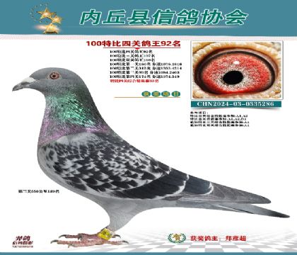 特比四關(guān)鴿王92名