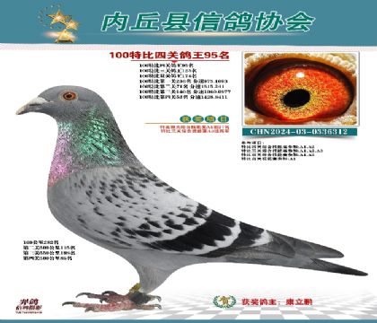 特比四關(guān)鴿王95名