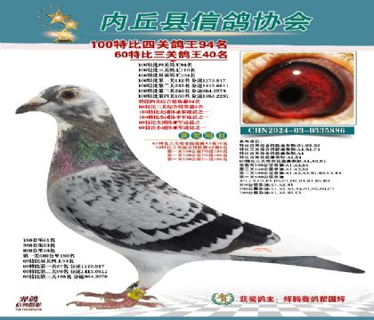 特比四關(guān)鴿王94名