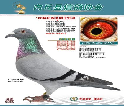 特比四關(guān)鴿王99名