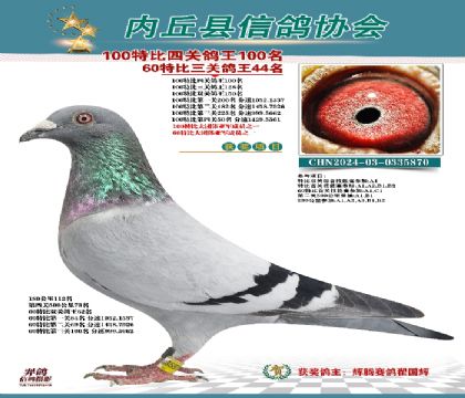 特比四關(guān)鴿王100名