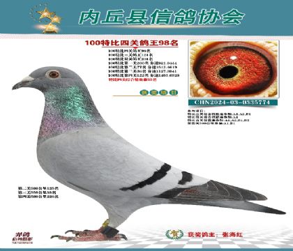 特比四關(guān)鴿王98名