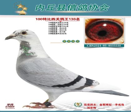 特比四關(guān)鴿王130名