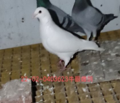 ɰ״
