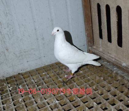 ɰ׹Qِ37H