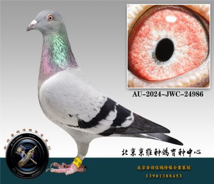 3-AU-2024-JWC-24986