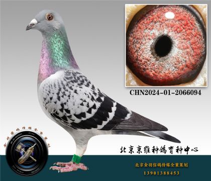 6-CHN2024-01-2066094