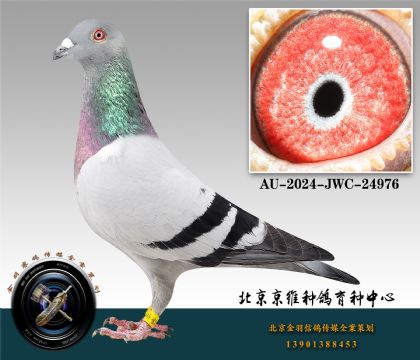7-AU-2024-JWC-24976