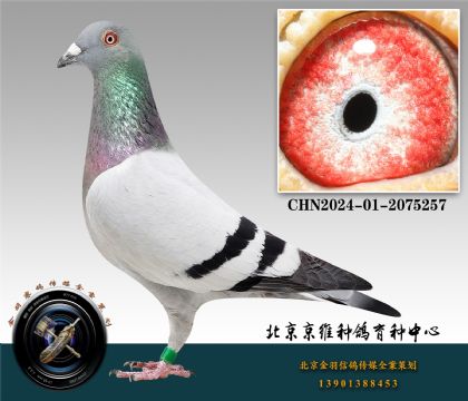 8-CHN2024-01-2075257