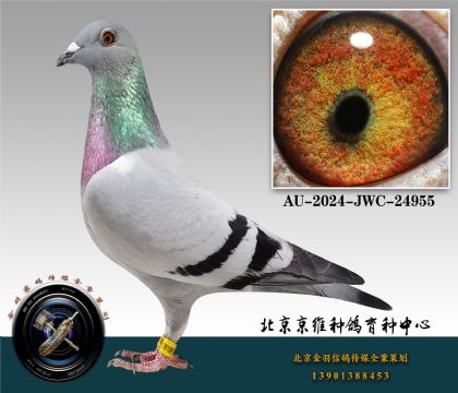 9-AU-2024-JWC-24955