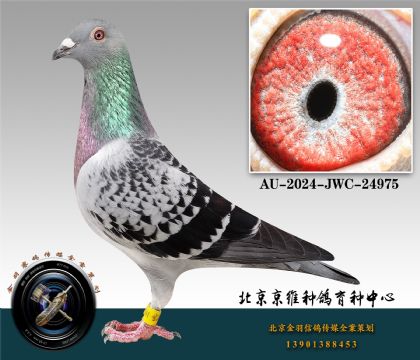11-AU-2024-JWC-24975