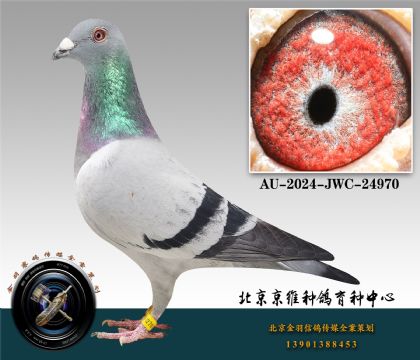 15-AU-2024-JWC-24970