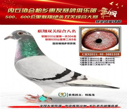 聯(lián)翔雙關(guān)綜合8名