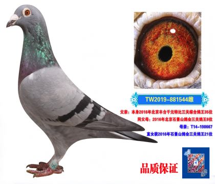 _(ti)(qing)544
