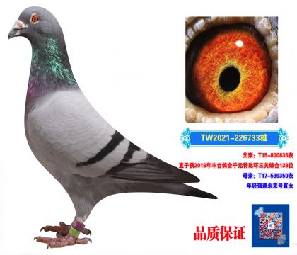 _(qing)733