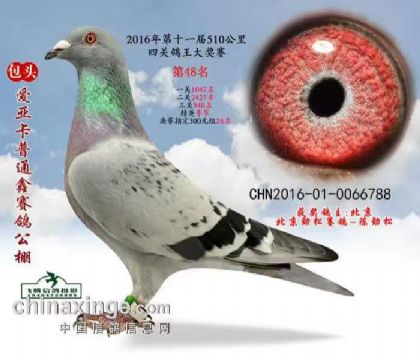 包頭愛亞卡普 決賽48名 精英季軍