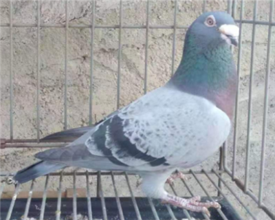 HƬ