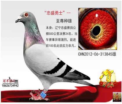 忠盛公棚決賽24名(正常做育)功勛種雄