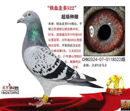鐵血圭多X毛腳5000