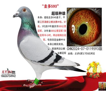 圭多593