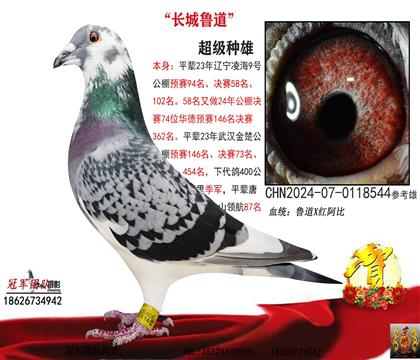 不敗魯?shù)溃ń衲暧诛w遼寧9號公棚決賽74名)