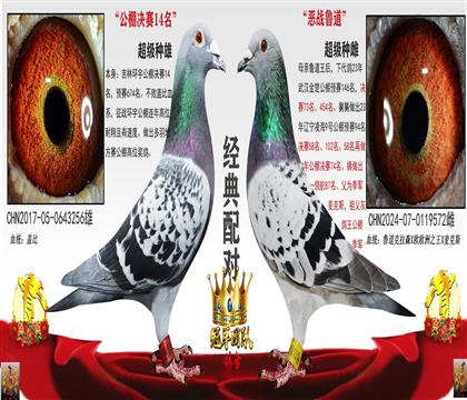 環(huán)宇12名配對