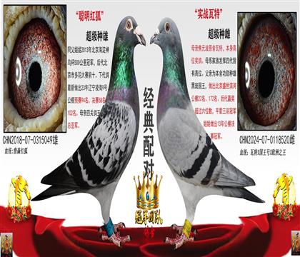 聰明紅狐X神奇瓦特