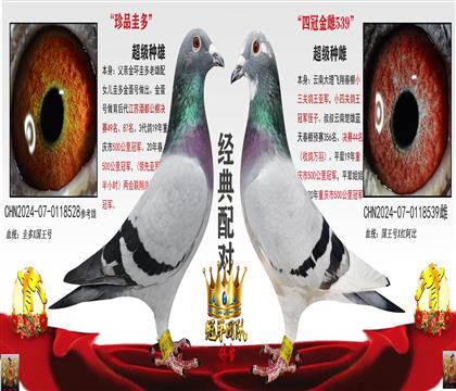 最優(yōu)圭多配對(山區(qū)利器)