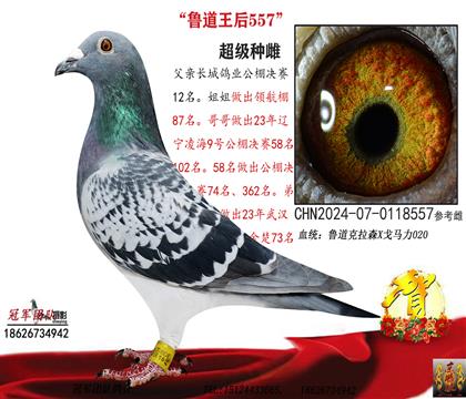 冠軍源頭一不敗魯?shù)溃昴甓加泄锴耙话伲? width=