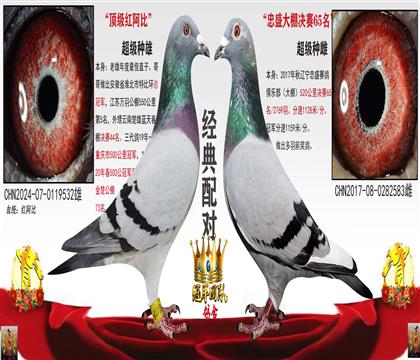 冠軍源頭紅阿比頂級532配對(一拍兩羽)