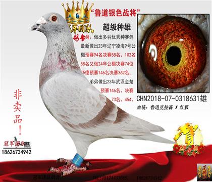 魯?shù)兰t色戰(zhàn)將(年年出公棚前百名之內(nèi))