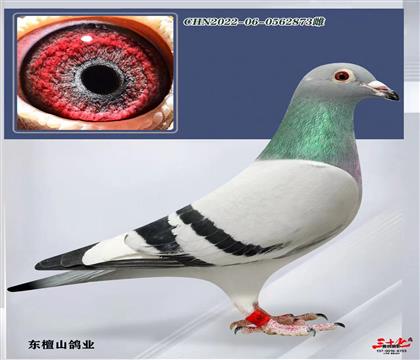 Ӣ˹350xRxղɭϵƣ