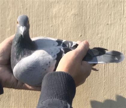 hxɣʿۣxRxղɭϵƣ