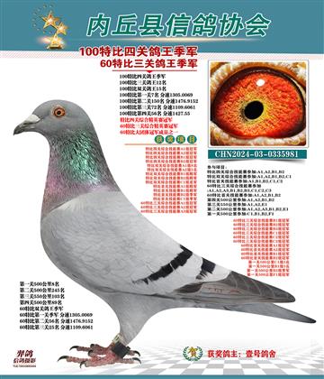 特比四關(guān)鴿王季軍