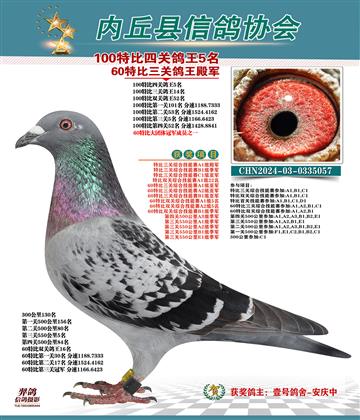 特比四關(guān)鴿王5名