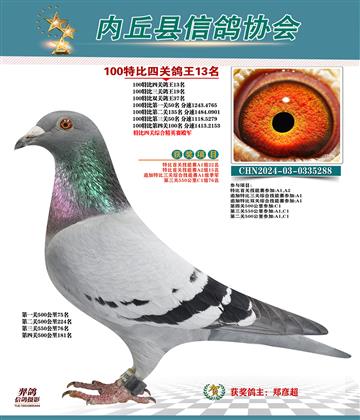 特比四關(guān)鴿王13名 精英賽殿軍