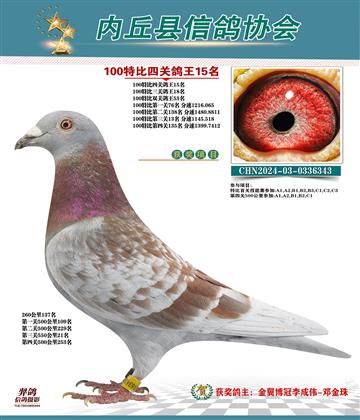 特比四關(guān)鴿王15名